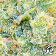 Vision Seeds Medical 49 CBD+